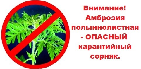 АМБРОЗИЯ!!!