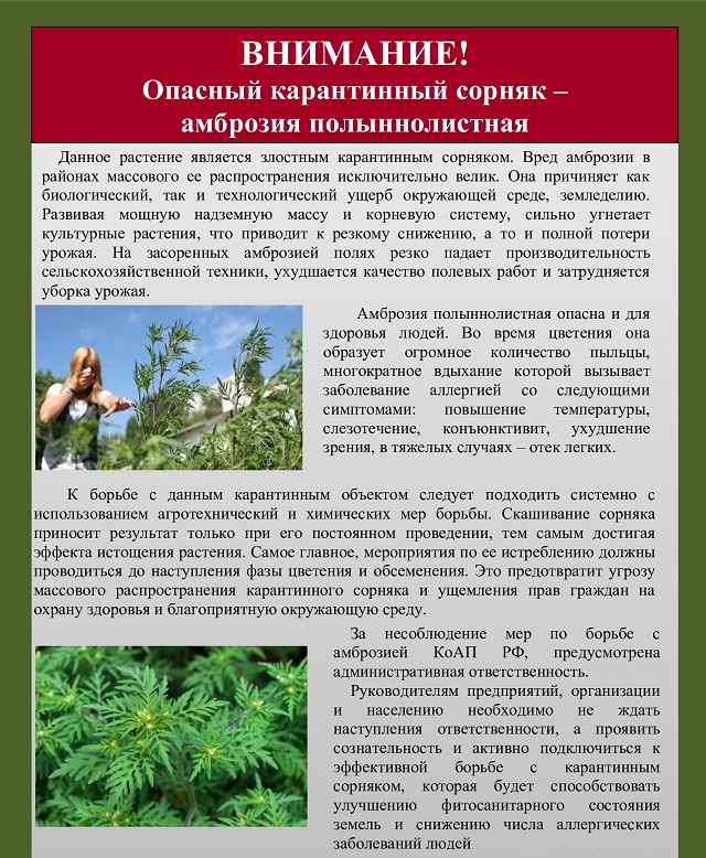 ambroziya 0904 02